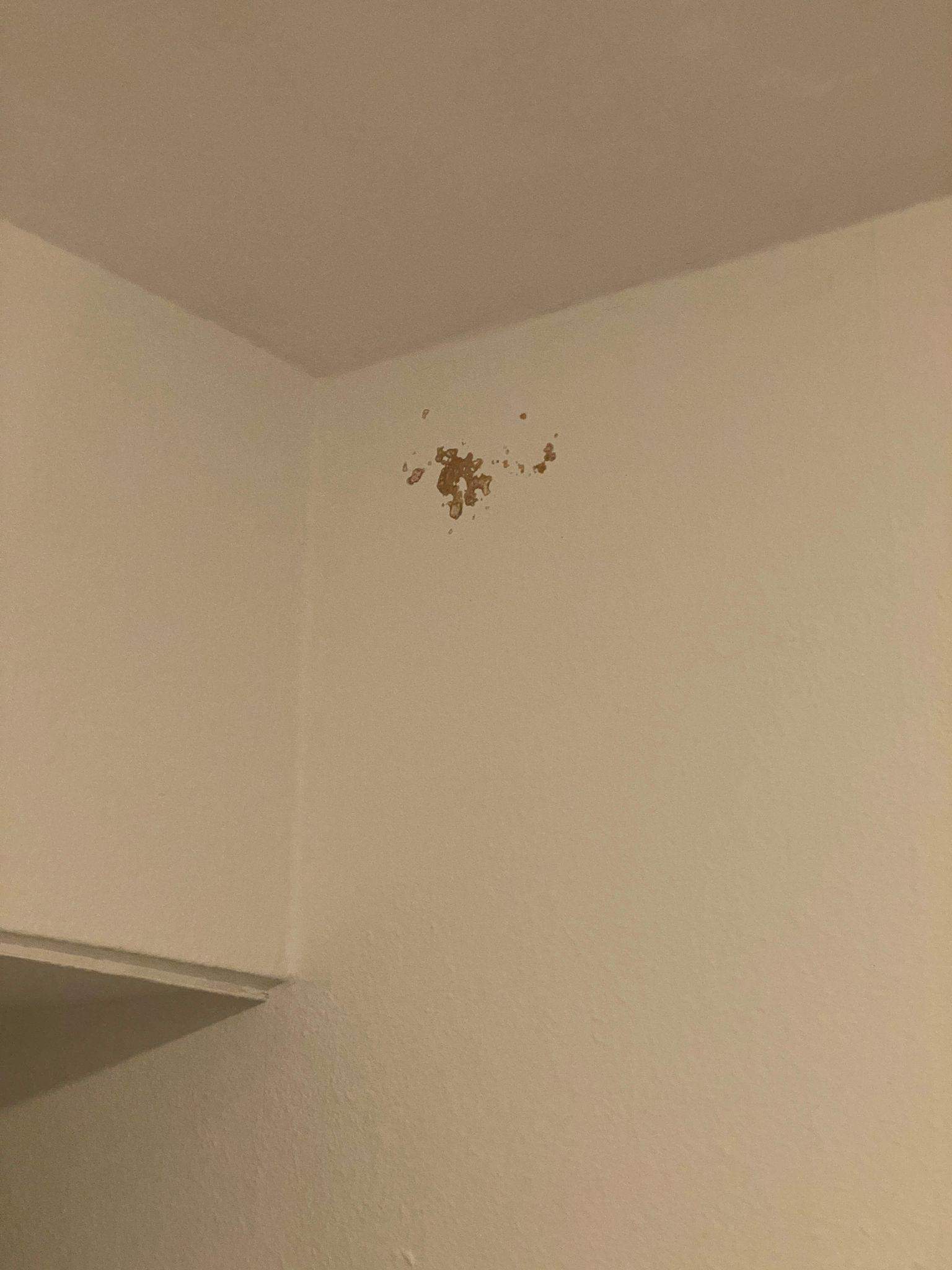 Braune Flecken plötzlich an der Wand im DG. Schimmel? (Wohnung, Renovierung)