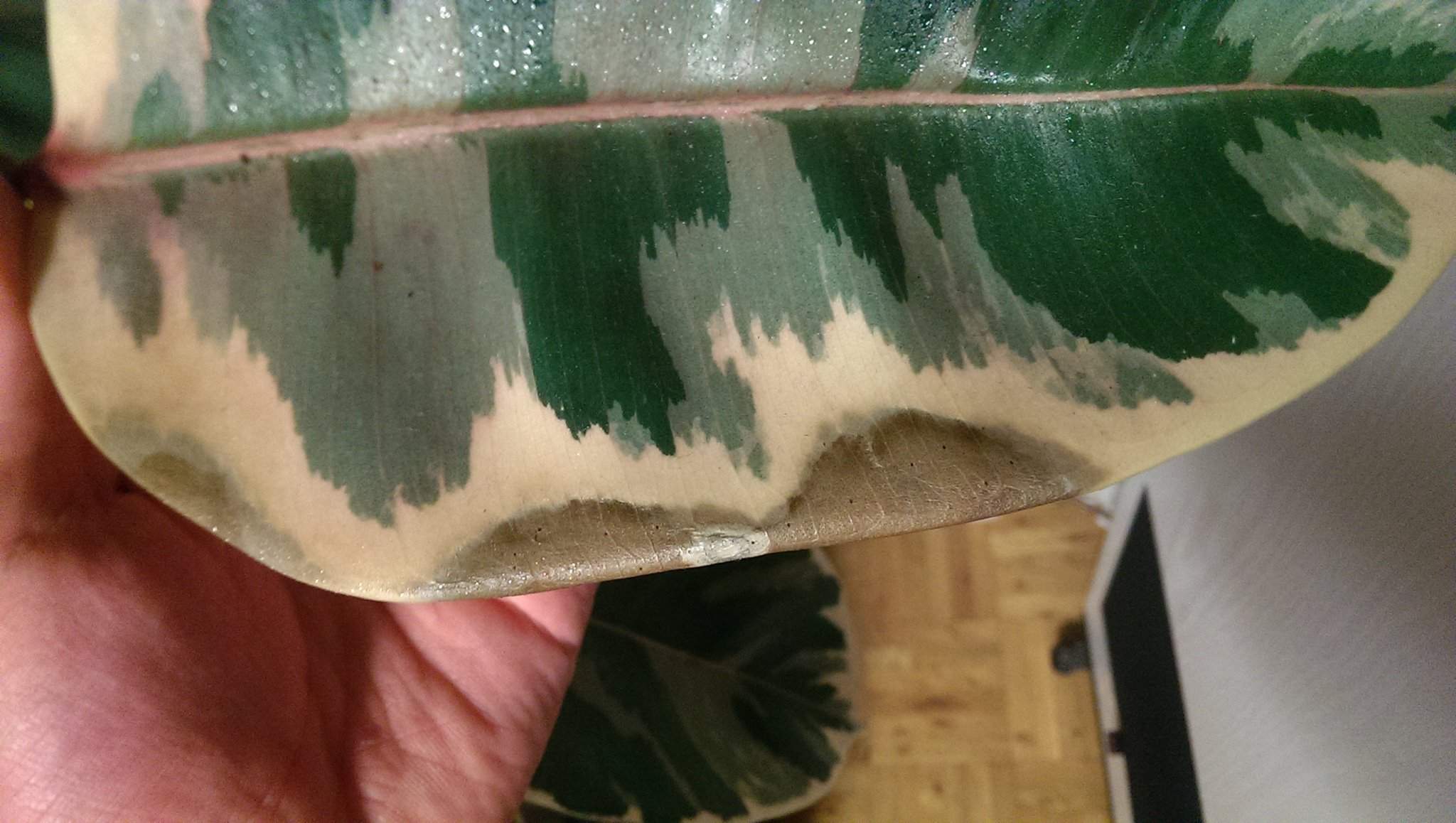 Braune Stellen An Blättern