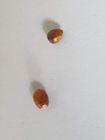 Braune Hatte Kugeln In Der Wohnung Was Kann Das Sein Biologie