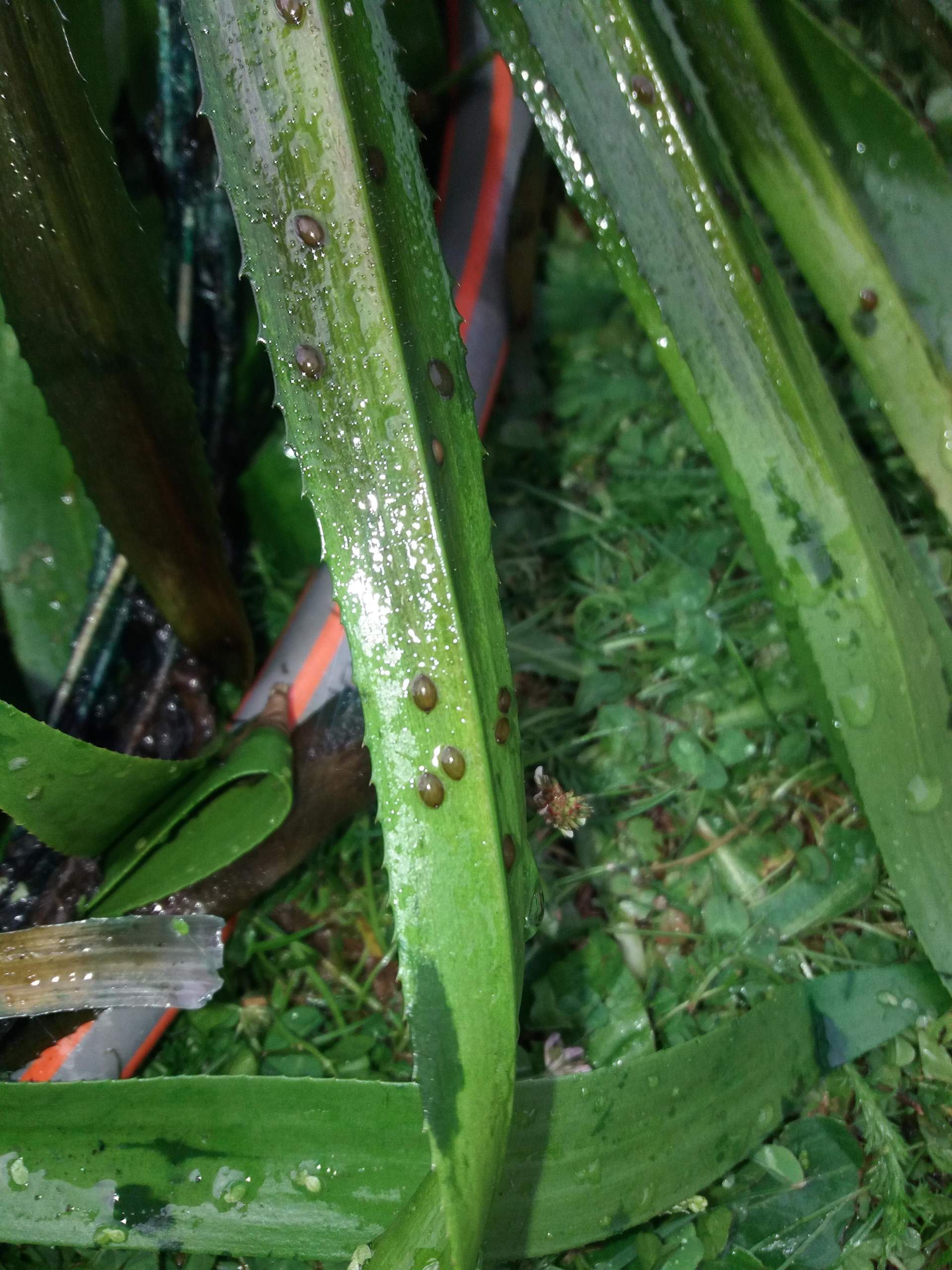 Braune "Kapseln" auf Krebsschere? (Pflanzen, Teich, Läuse)