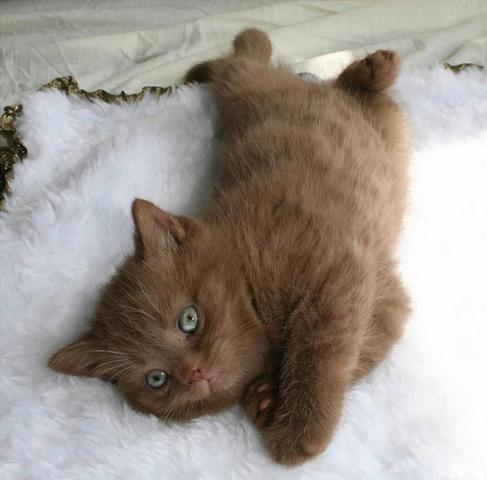 Braune Katze - (Tiere, Katze, Farbgebung)
