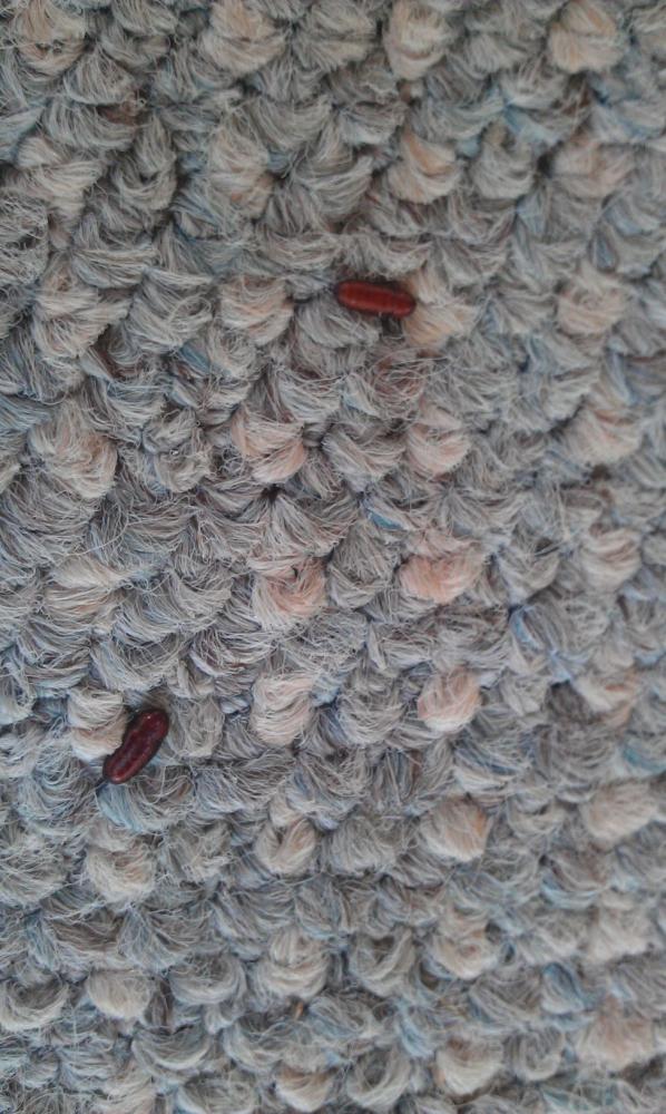 Braune Kokons auf dem Teppich und unter Möbelstücke (Tiere, Haushalt, Schädlinge)