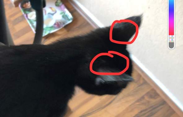 braune kruste an meiner katze