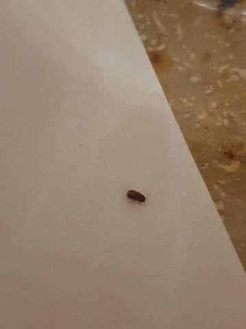 Braune mini Käfer im Zimmer? (Insekten, Ungeziefer, Käferart)
