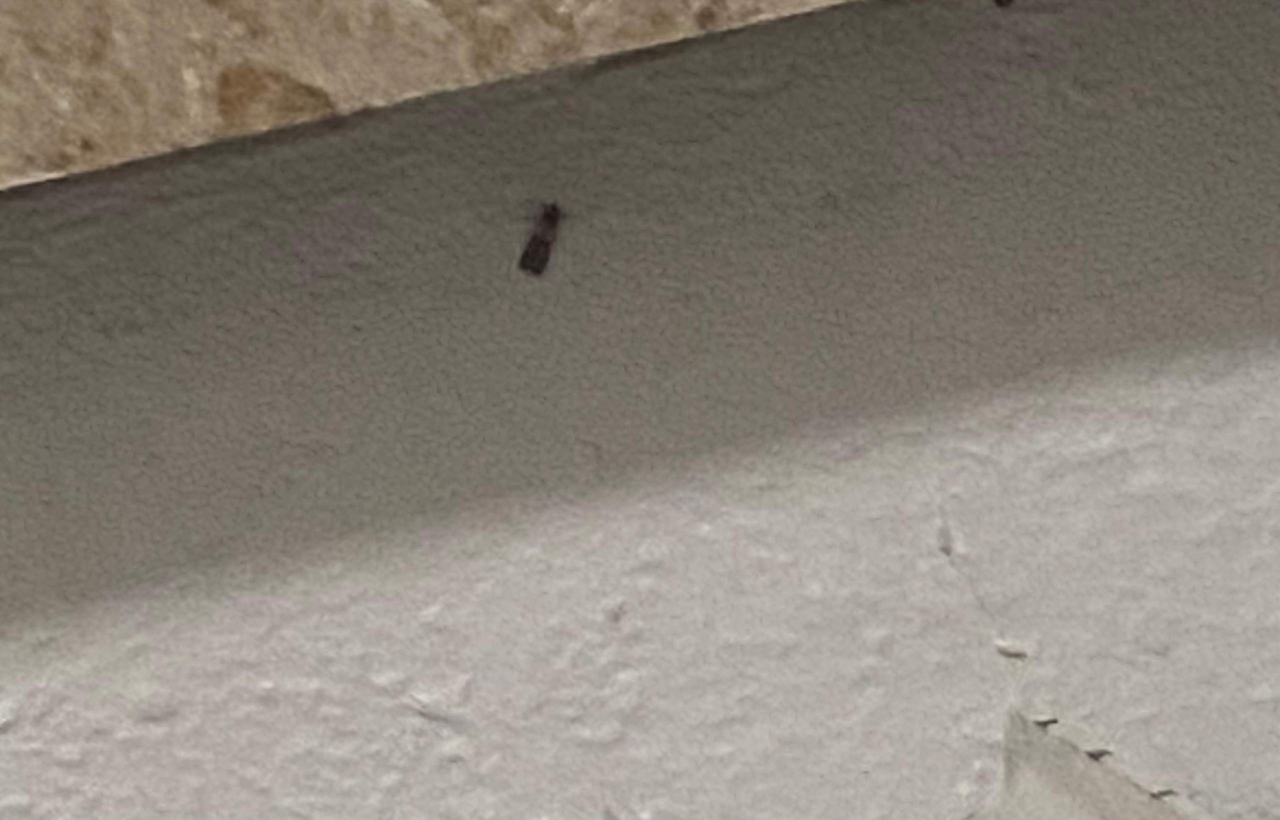 Braune Schmetterlinge loswerden in der Wohnung? (Schädlingsbekämpfung, Schmetterling)