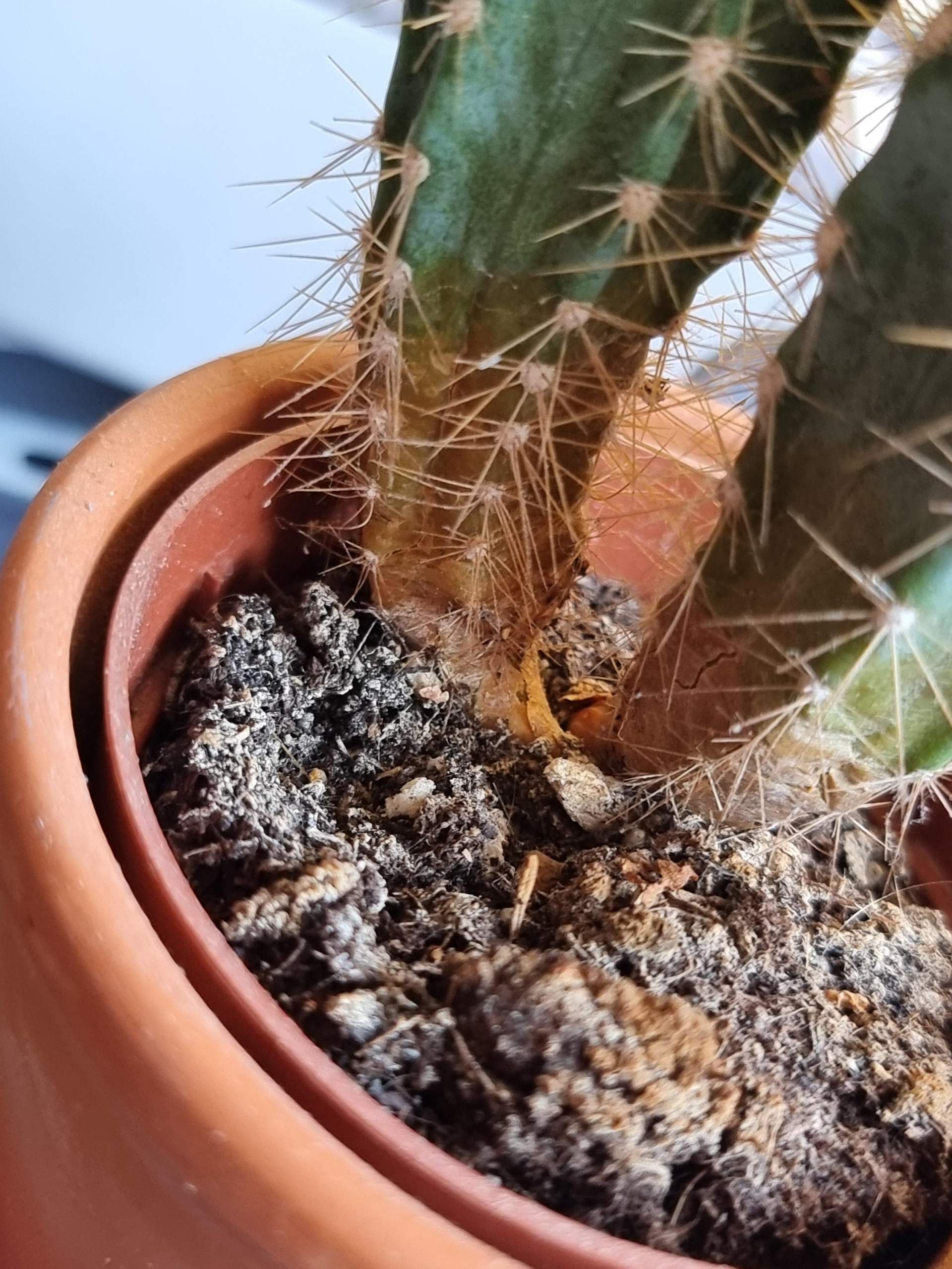 Braune stelle am Kaktus? (Flecken, Blumen, Pflanzenpflege)