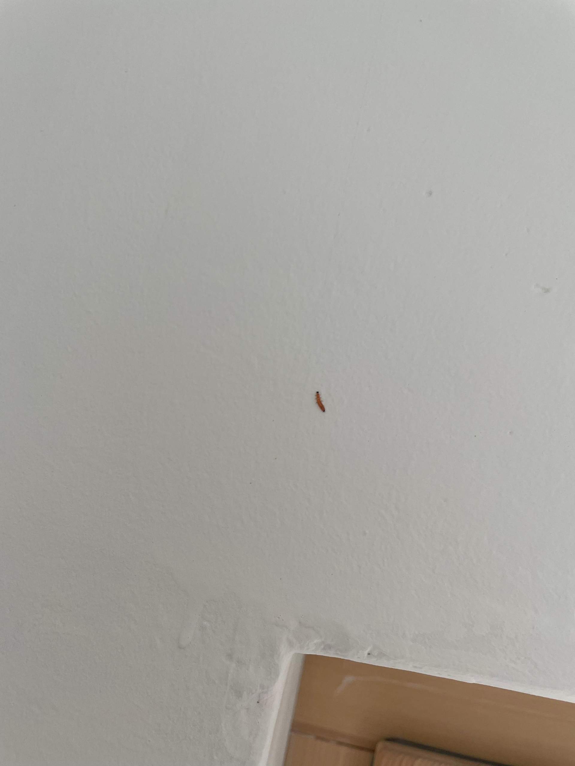 Braune Würmer an den Wänden aber keine Maden? (Tiere, Larven ...