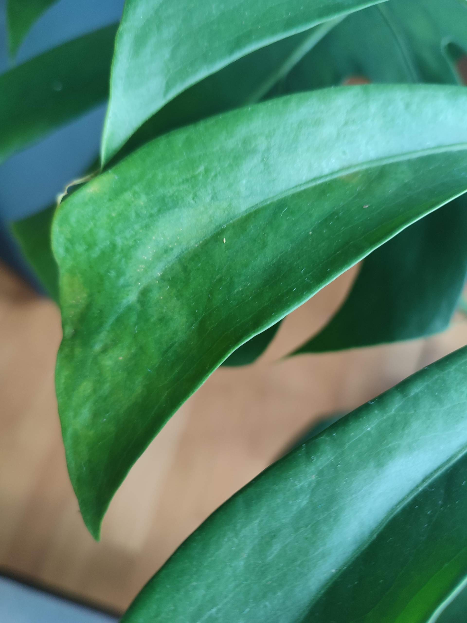 philodendron brandtianum Philodendron Brandtianum – Lichtenfelt's main image 1