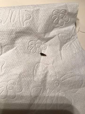 - (Insekten, Motten)