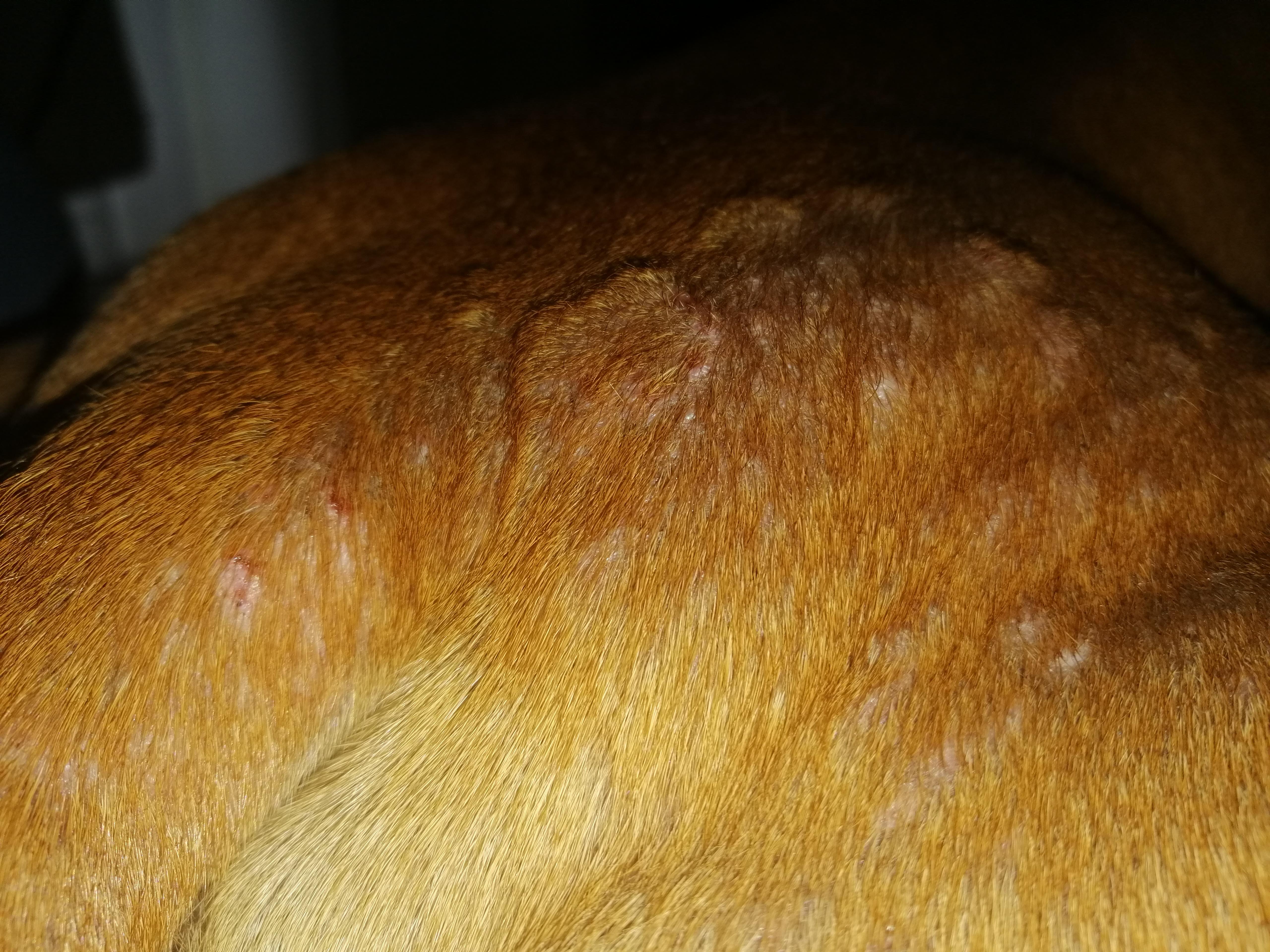 brennnessel beim hund gesundheit und medizin