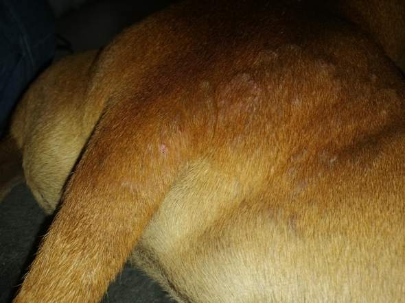 brennnessel beim hund gesundheit und medizin