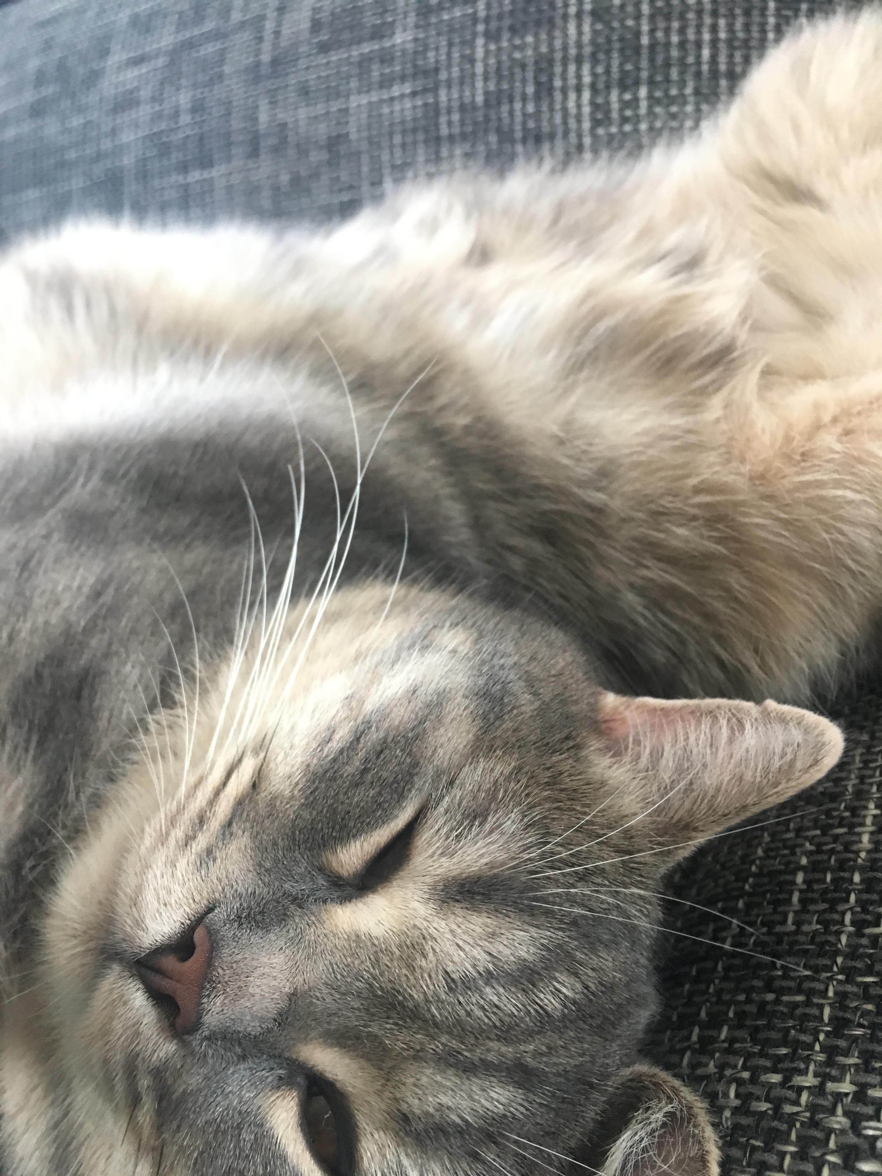 britisch kurzhaar mit welcher rasse