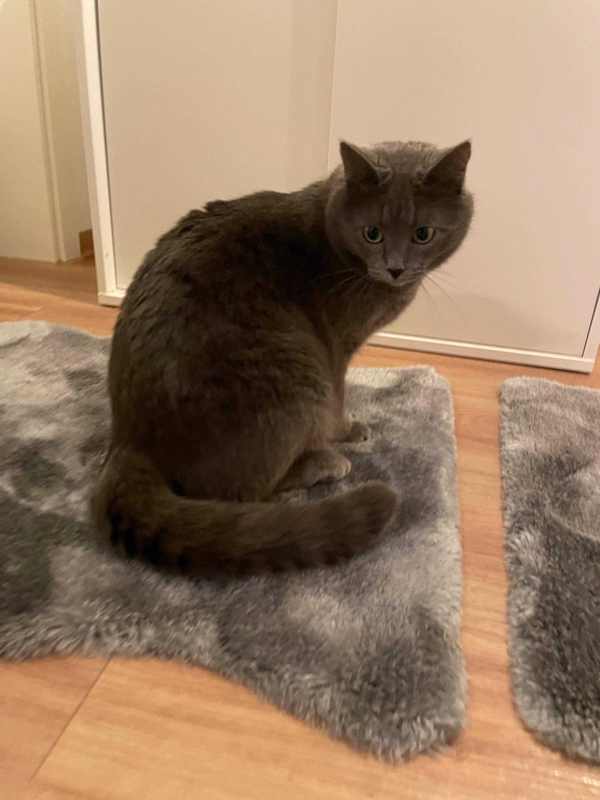 Britisch Kurzhaar mix? (Tiere, Katze, Katzenrasse)