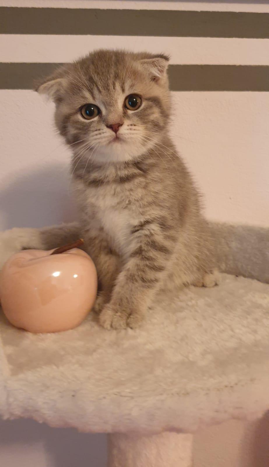 britisch kurzhaar oder scottish fold katze