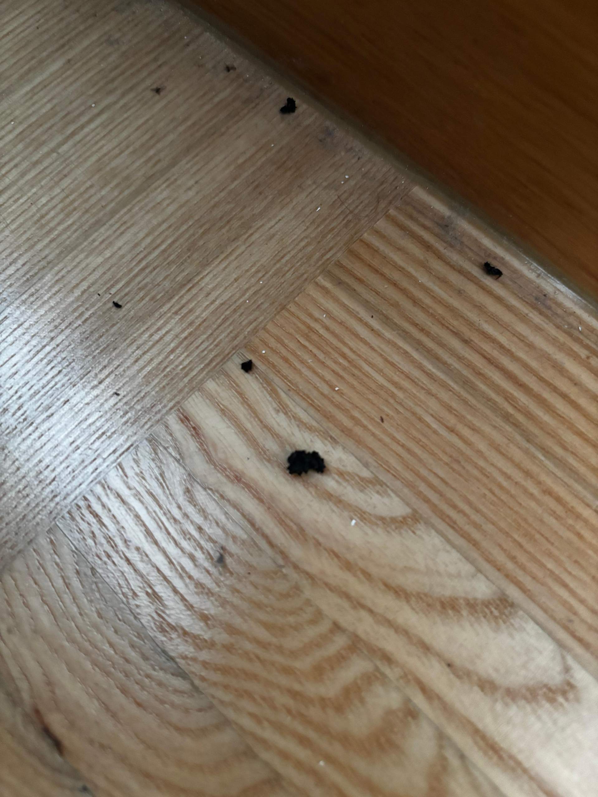 bröseliger harter Kot?! in der Wohnung… von welchem Tier kommt das? (Insekten, Schädlinge
