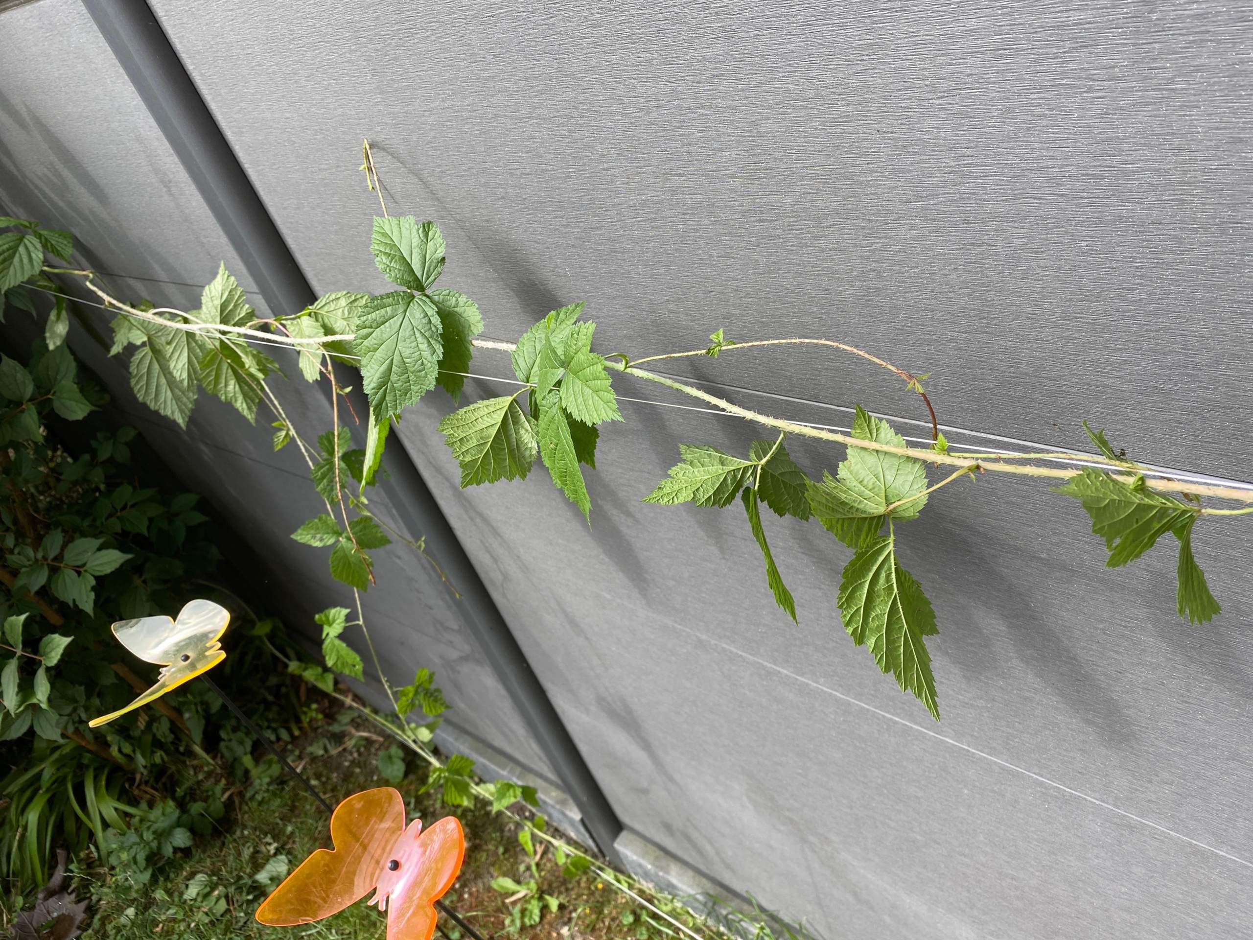 Brombeere oder Himbeere? (Garten, Himbeeren)