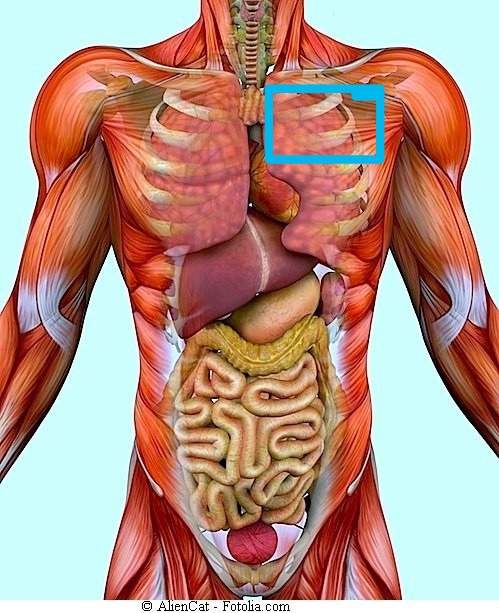 Brustkribbeln Und Leichte Schmerzen Gesundheit Und Medizin Arzt Muskeln Brustkribbeln Und Leichte Schmerzen Gesundheit Und Medizin Arzt Muskeln