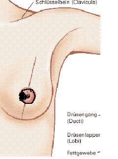 brust - (Frauen, Medizin, Körper)