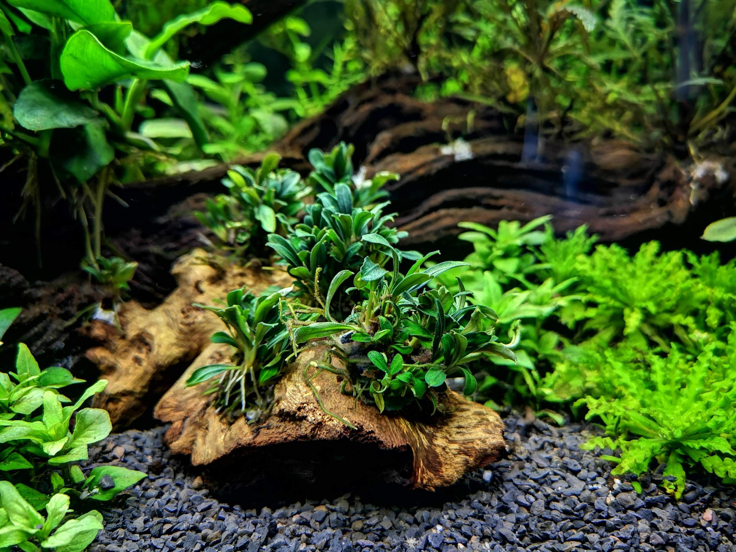 Bucephalandra Art bestimmen? (Aquarium, Aquariumpflanze)