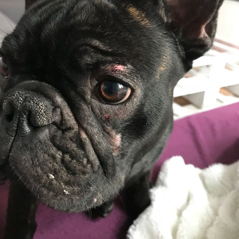 Bulldogge Kratzt Sich Gesicht Extrem Auf Was Konnte Es Sein Gesundheit Und Medizin Kratzen Franzosische Bulldogge