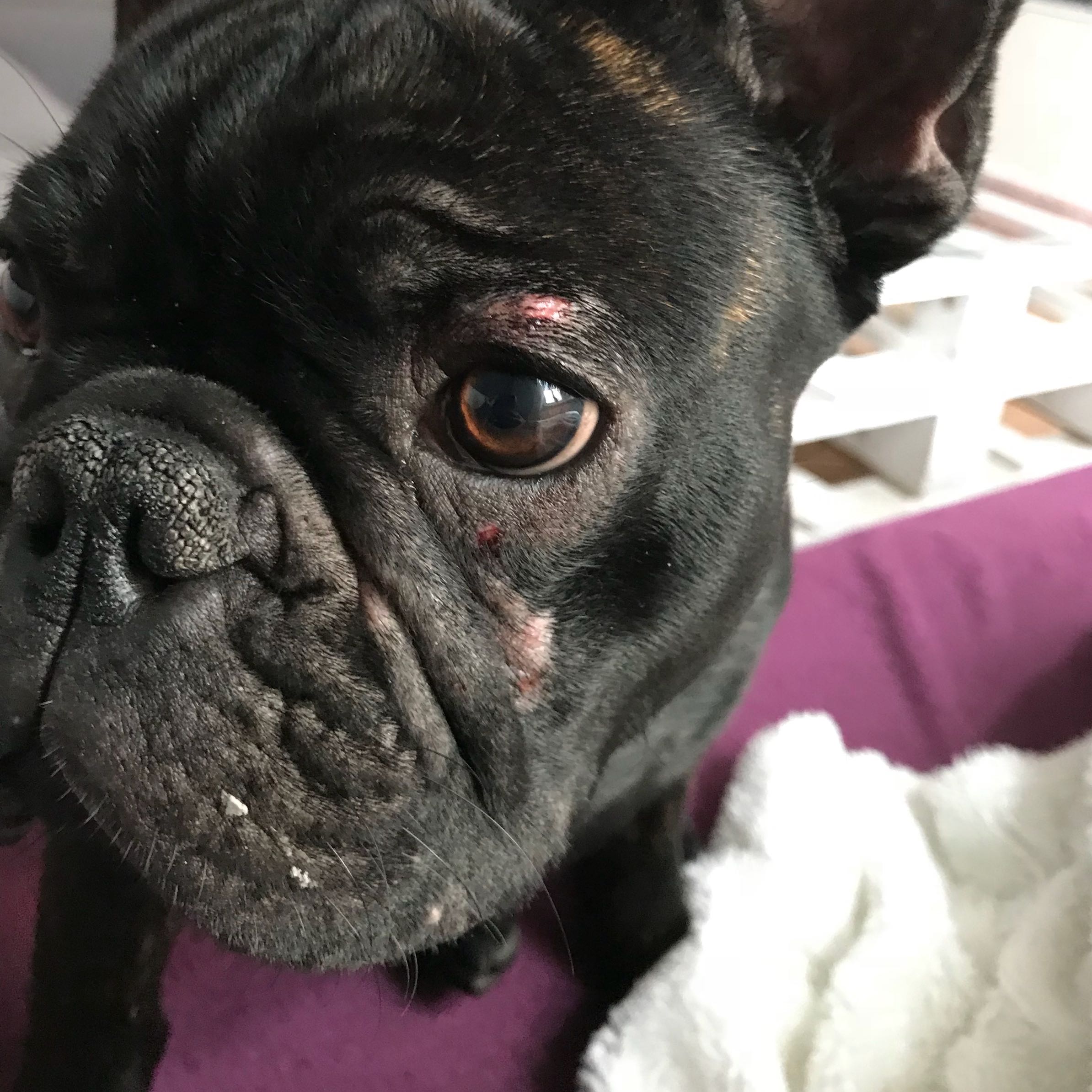 Bulldogge kratzt sich Gesicht extrem auf. Was könnte es sein
