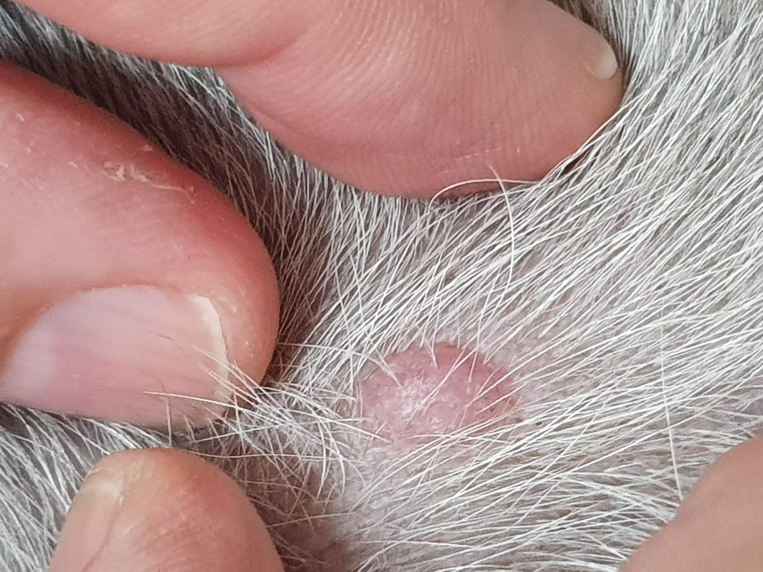 Bully Welpe hat Knubbel am Bein. Wer hat Erfahrungswerte? (Gesundheit