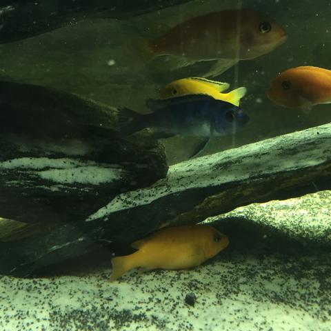 Unter dem Stein  - (Fische, Aquarium, Aquaristik)