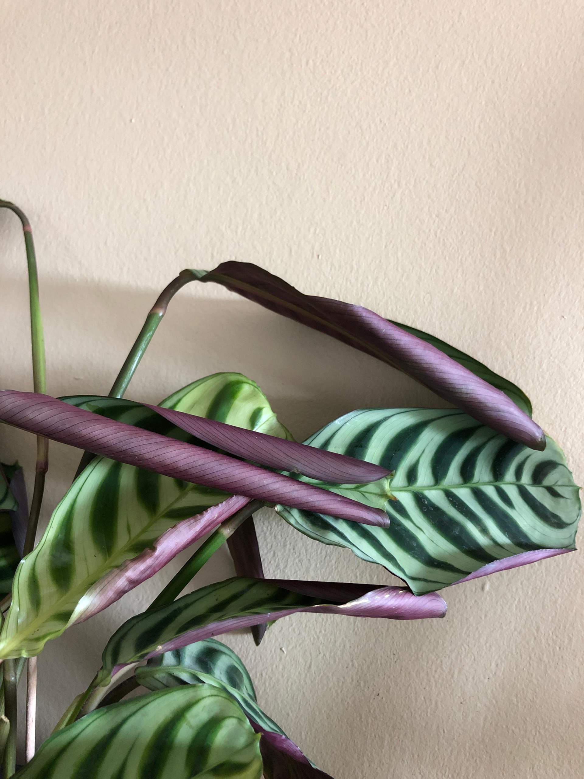 calathea eingerollte blätter? (Pflanzen, Hilfestellung, Hauspflanzen)
