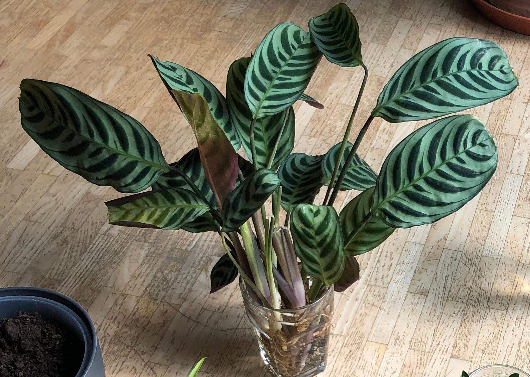 calathea eingerollte blätter? (Pflanzen, Hilfestellung, Hauspflanzen)