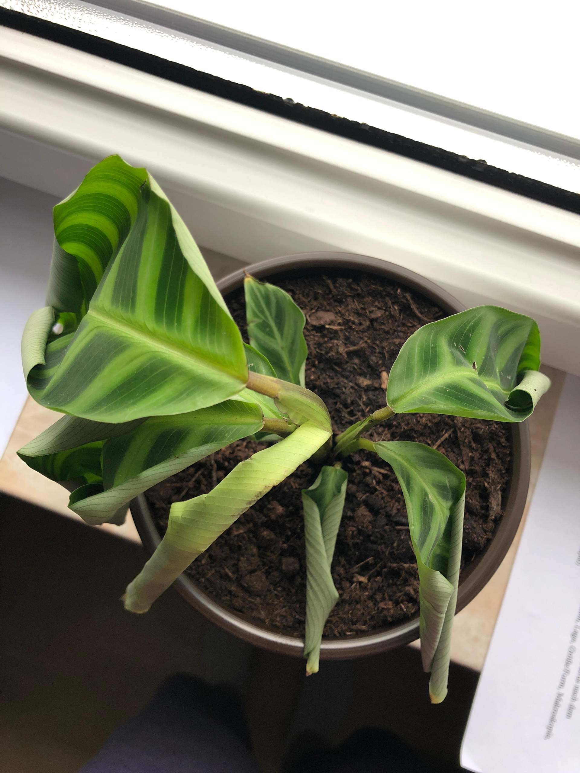 Calathea hat eingerollte Blätter, die nicht mehr auf gehen? (Zimmerpflanzen)