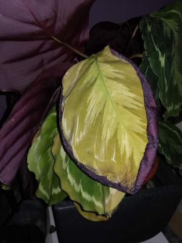 Calathea  hat gelbe Bl tter Pflanzenpflege   Calathea  hat gelbe Bl tter Pflanzenpflege