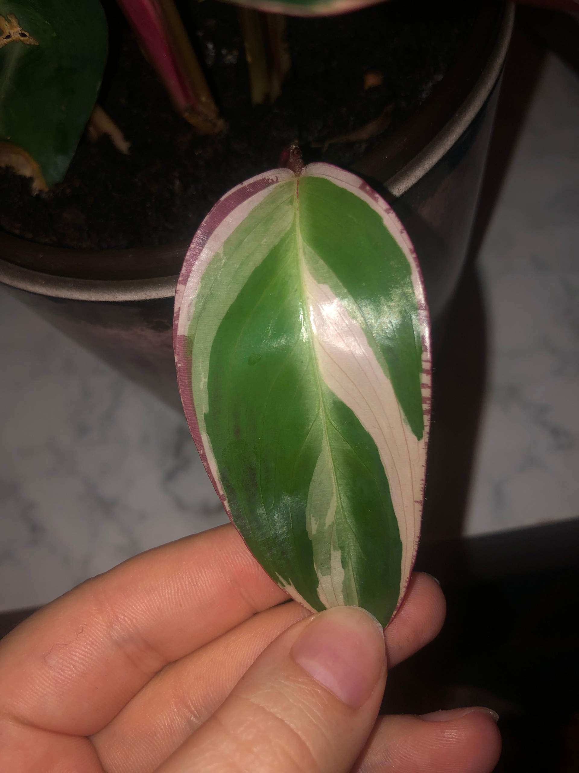 drachenbaum als zimmerpflanze Dracaena fragrans 'Pequena'