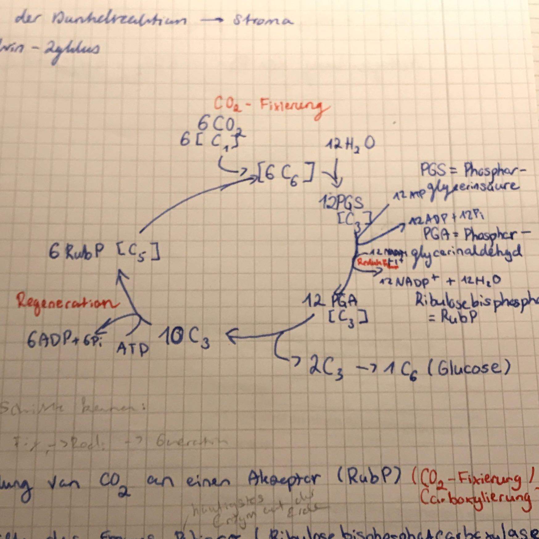 Calvin Zyklus für Dummies Photosynthese? (Schule, Chemie, Biologie)