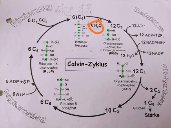 Calvin-Zyklus hilfee?