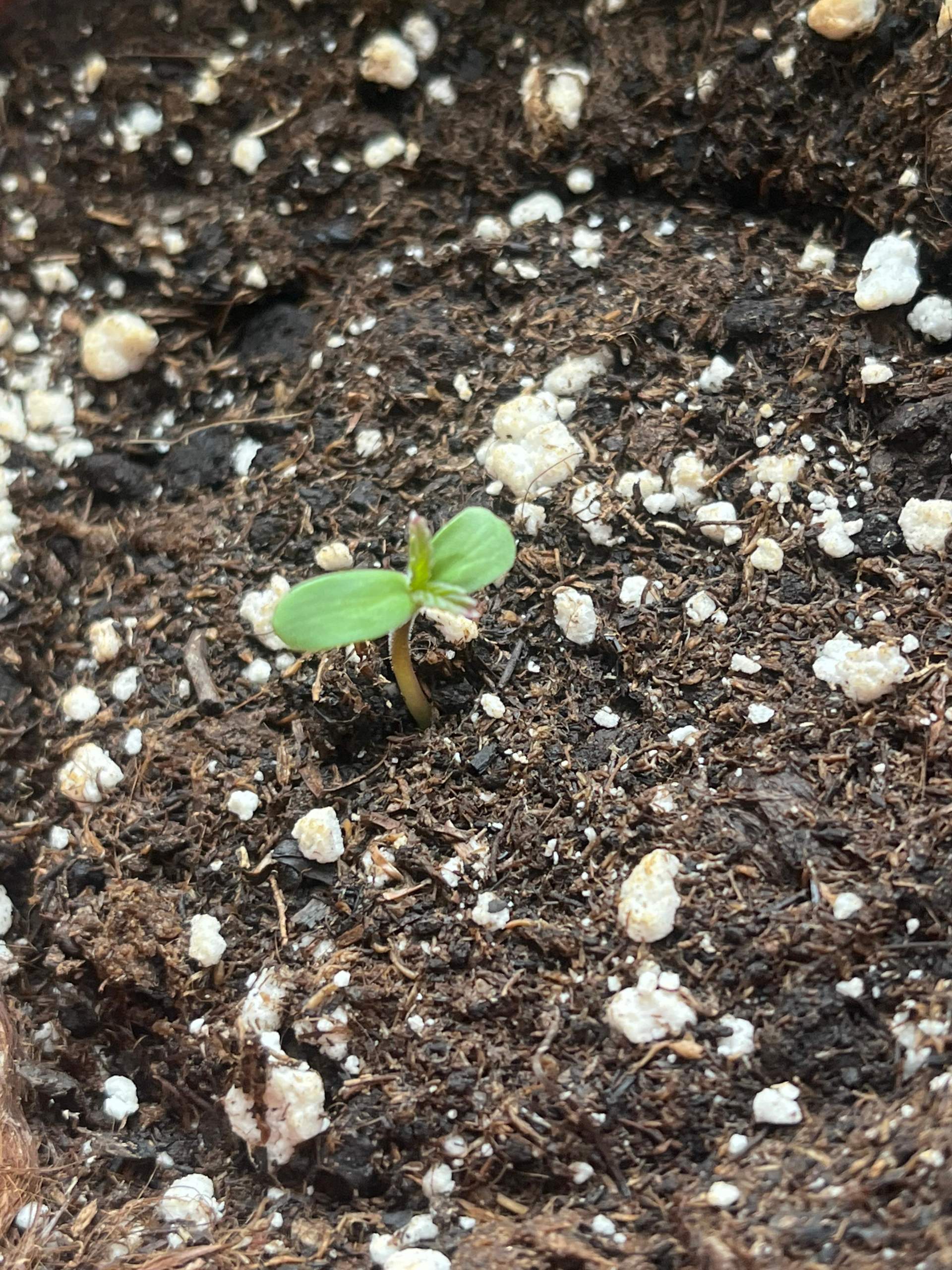 Cannabis anbauen? (Samen)