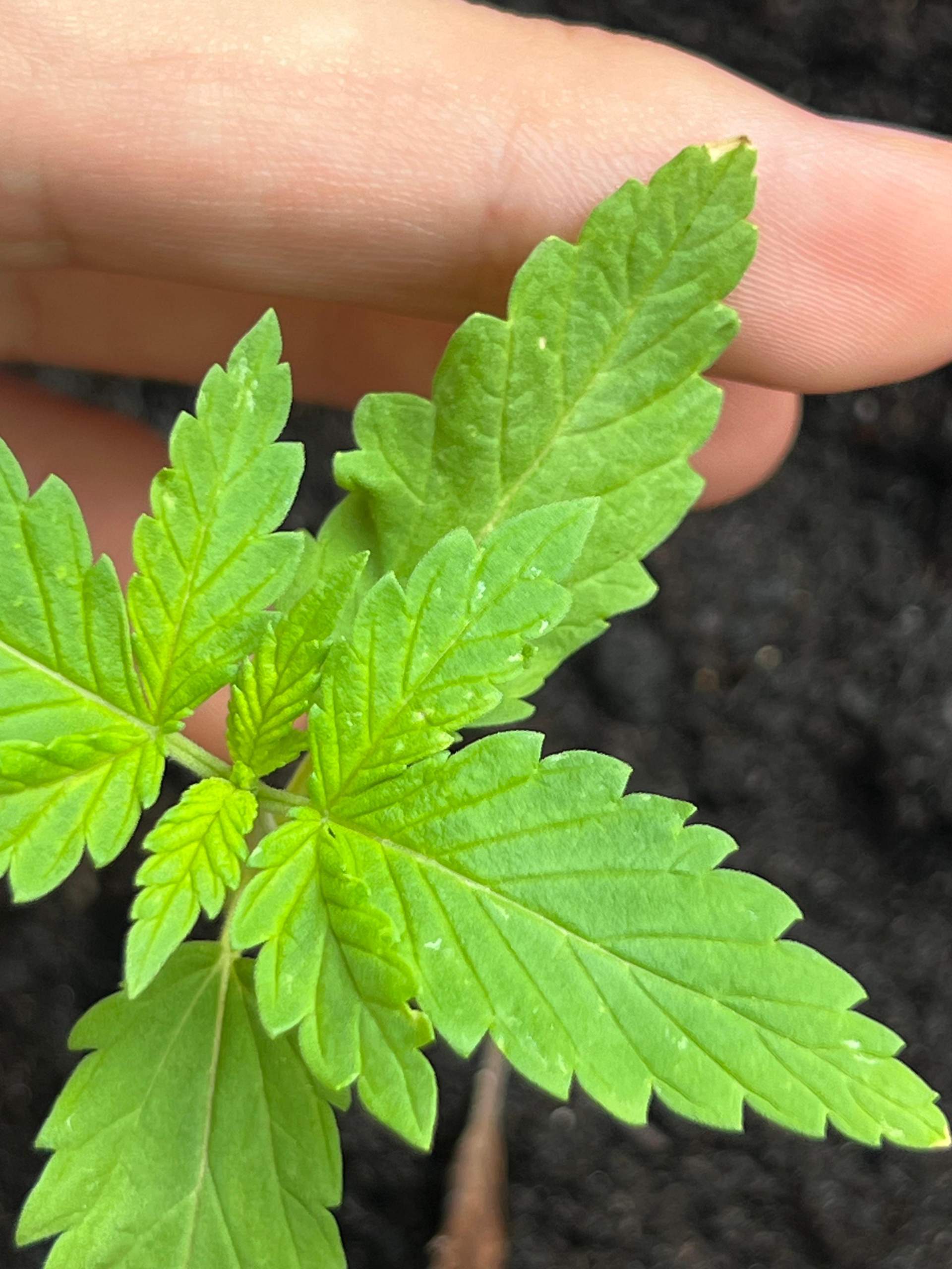 Cannabis bekommt gelbe und weiße Stellen? (Flecken, Pflanzenpflege, Schädlinge)