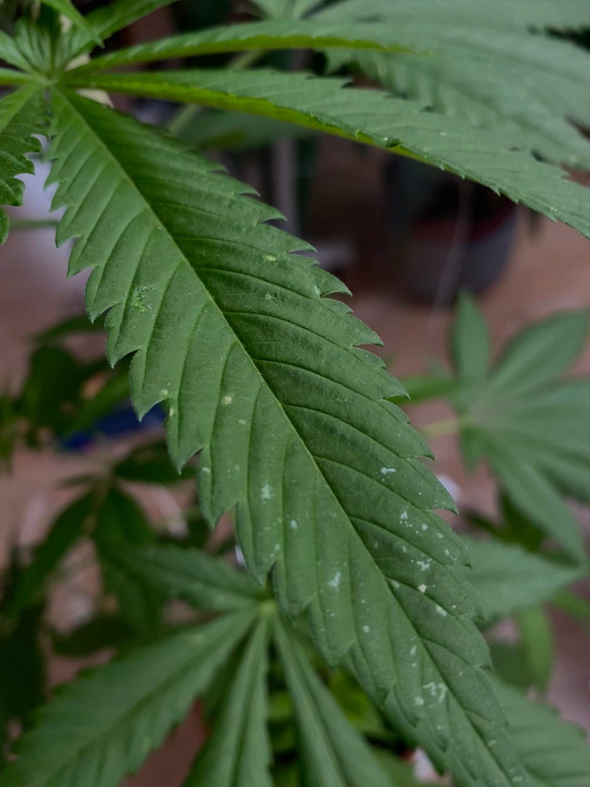 Cannabis Blätter Flecken & Löcher? (Erde, Marihuana, Pflanzenpflege)