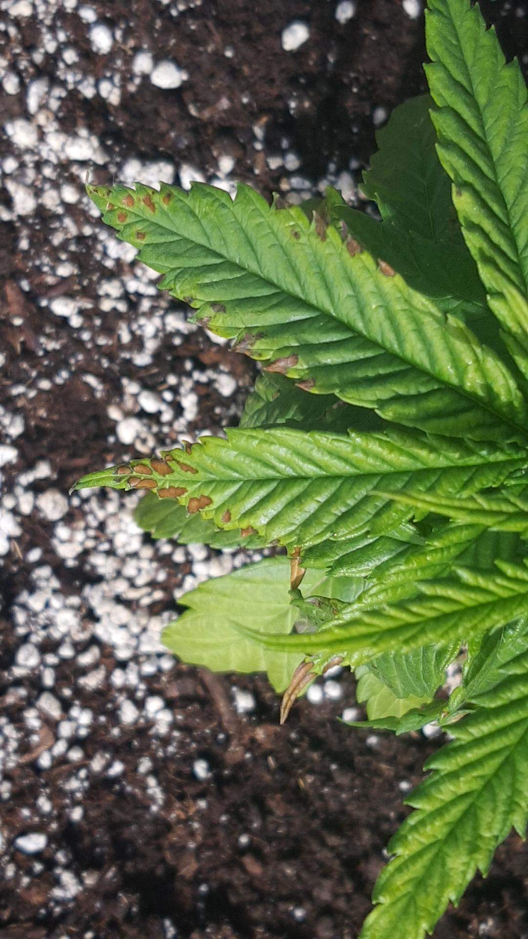 CannabisDiagnose, braune Flecken (Gras, Hanf, Marihuana, Pott Pflanze)? (Pflanzenkrankheit)