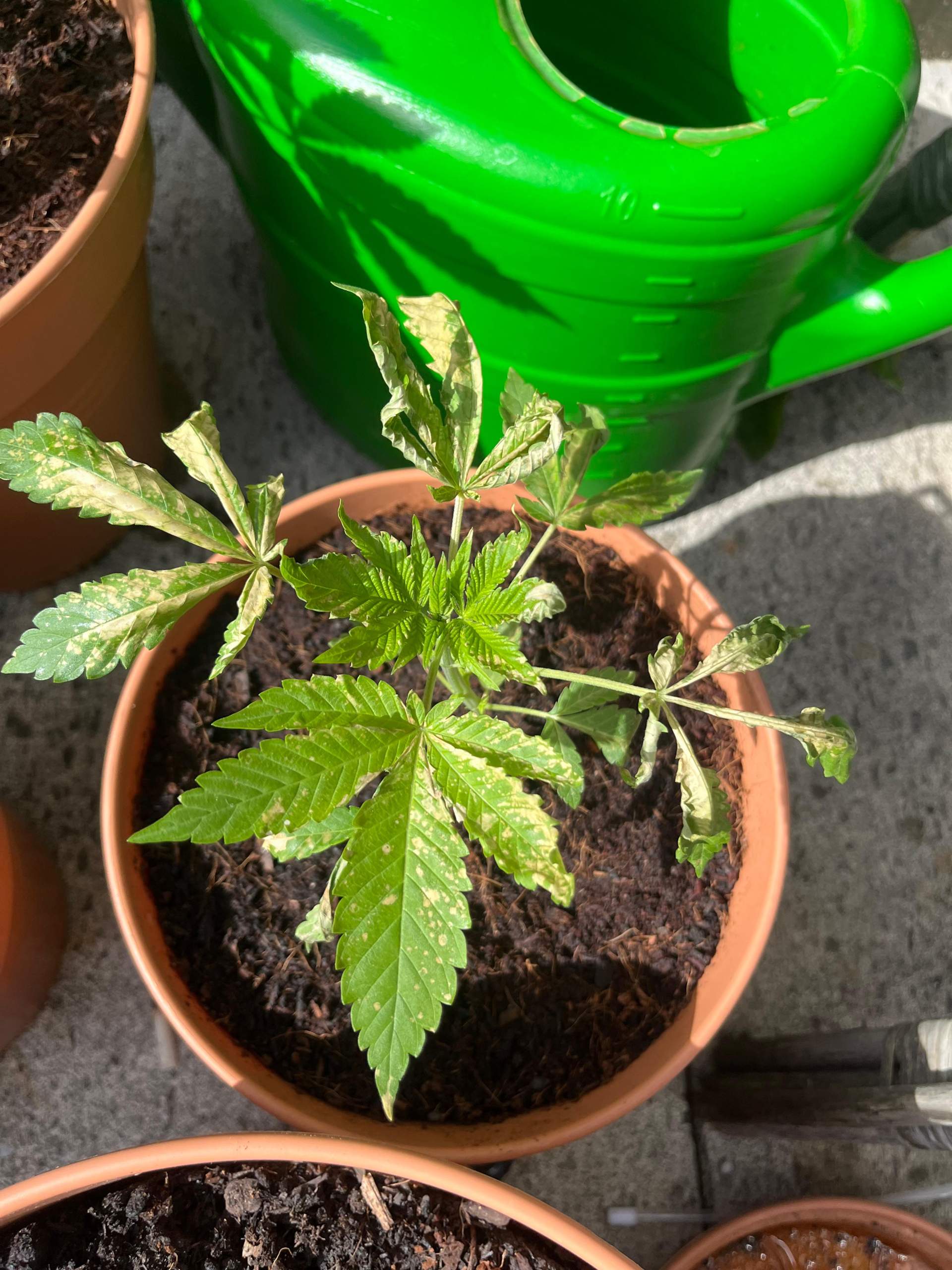 Cannabis gelbe flecken? (Pflanzenpflege, Botanik, Cannabisanbau)