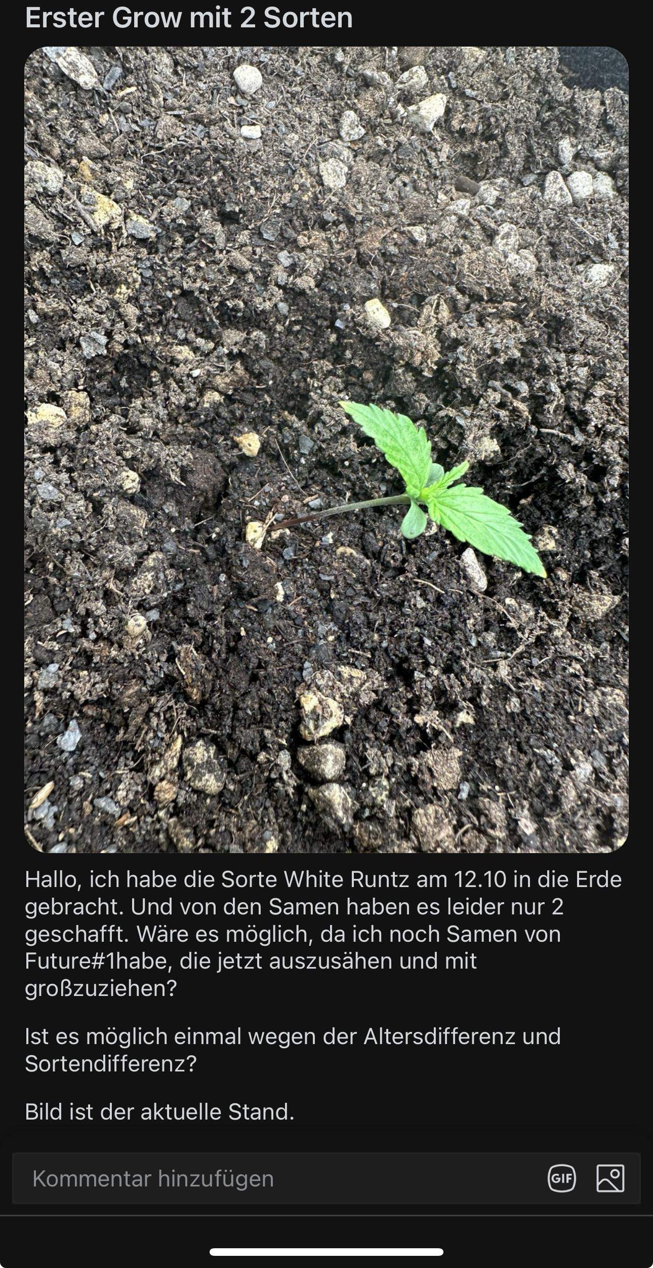Cannabis grow mit zwei Sorten und unterschiedlich Alter anbauen ...