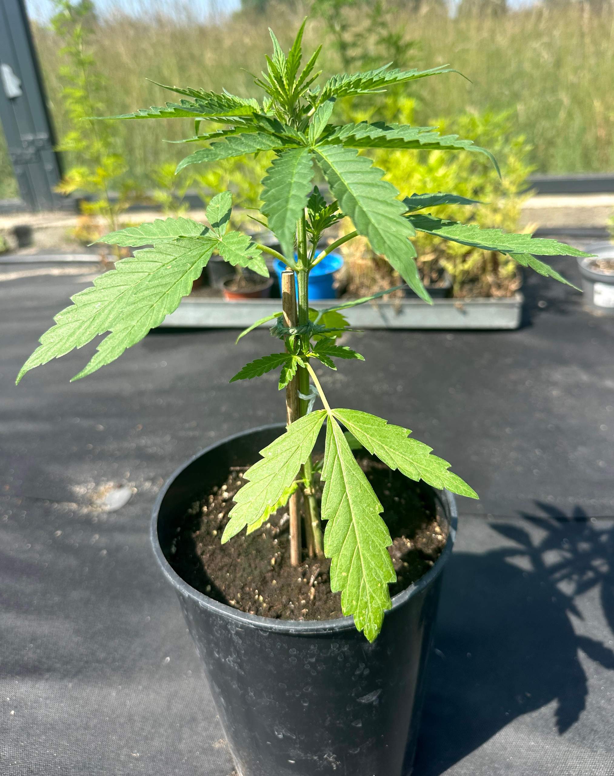 Cannabis Pflanze  hat Blattluse - zwischen Dill Positionierung?  (Insekten, Schdlinge, Schdlingsbekmpfung)