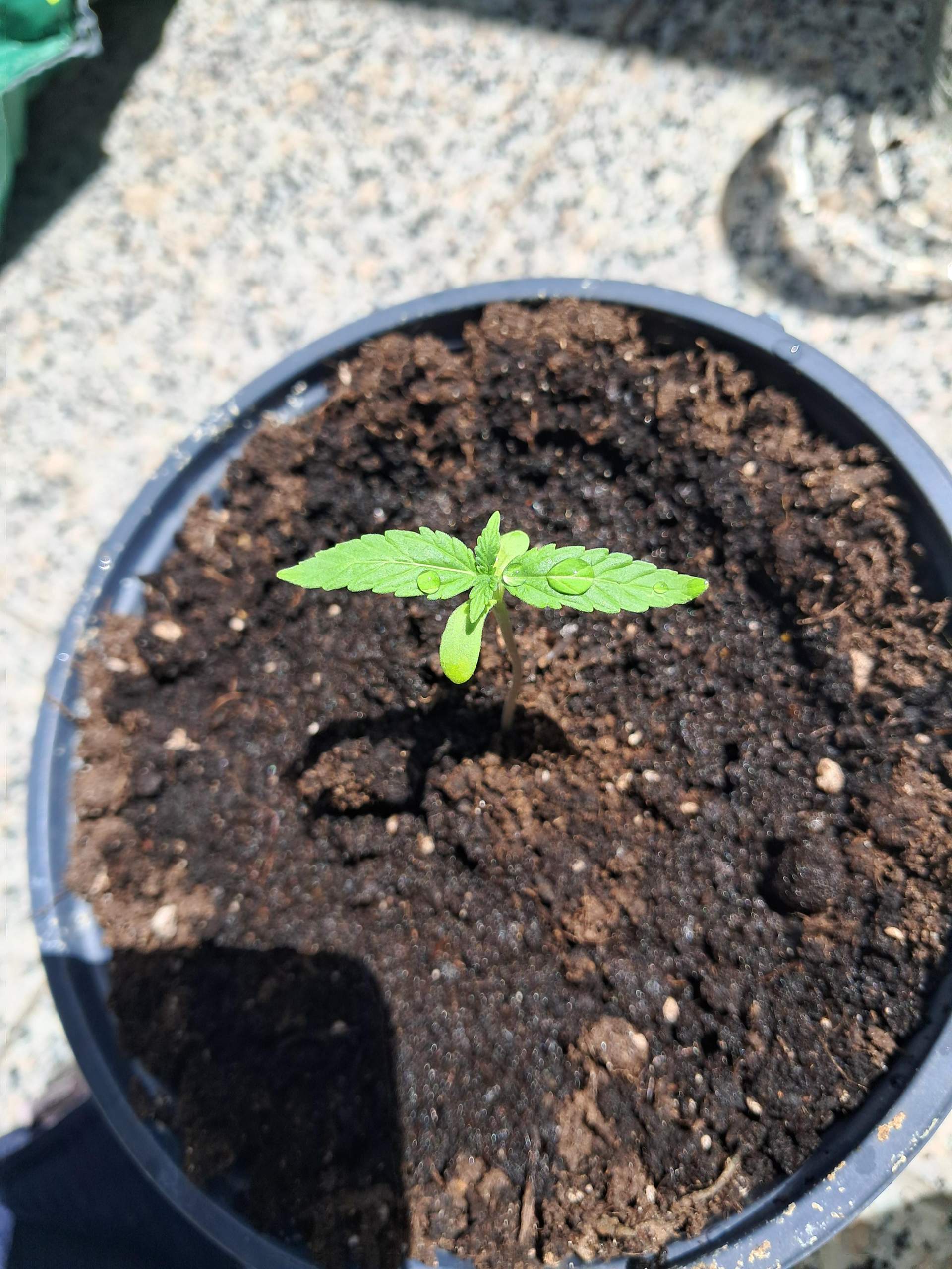 Cannabis pflanze grundblätter werden gelblich? (Pflanzen, Gras, Pflanzenpflege)