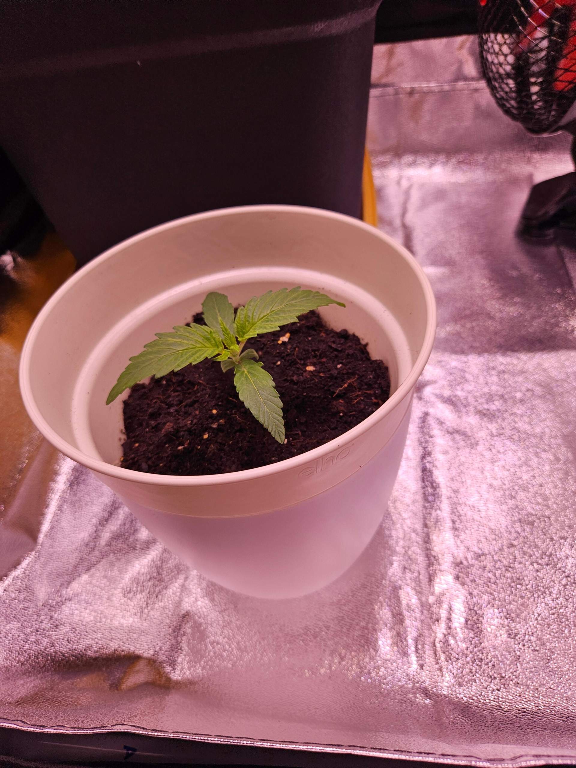 Cannabis Pflanze umtopfen? (Wasser, Erde, Blumen)