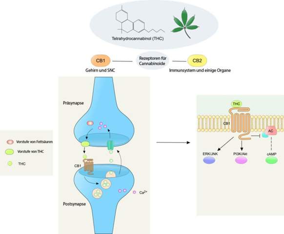 Cannabis Wirkung an der Synapse?