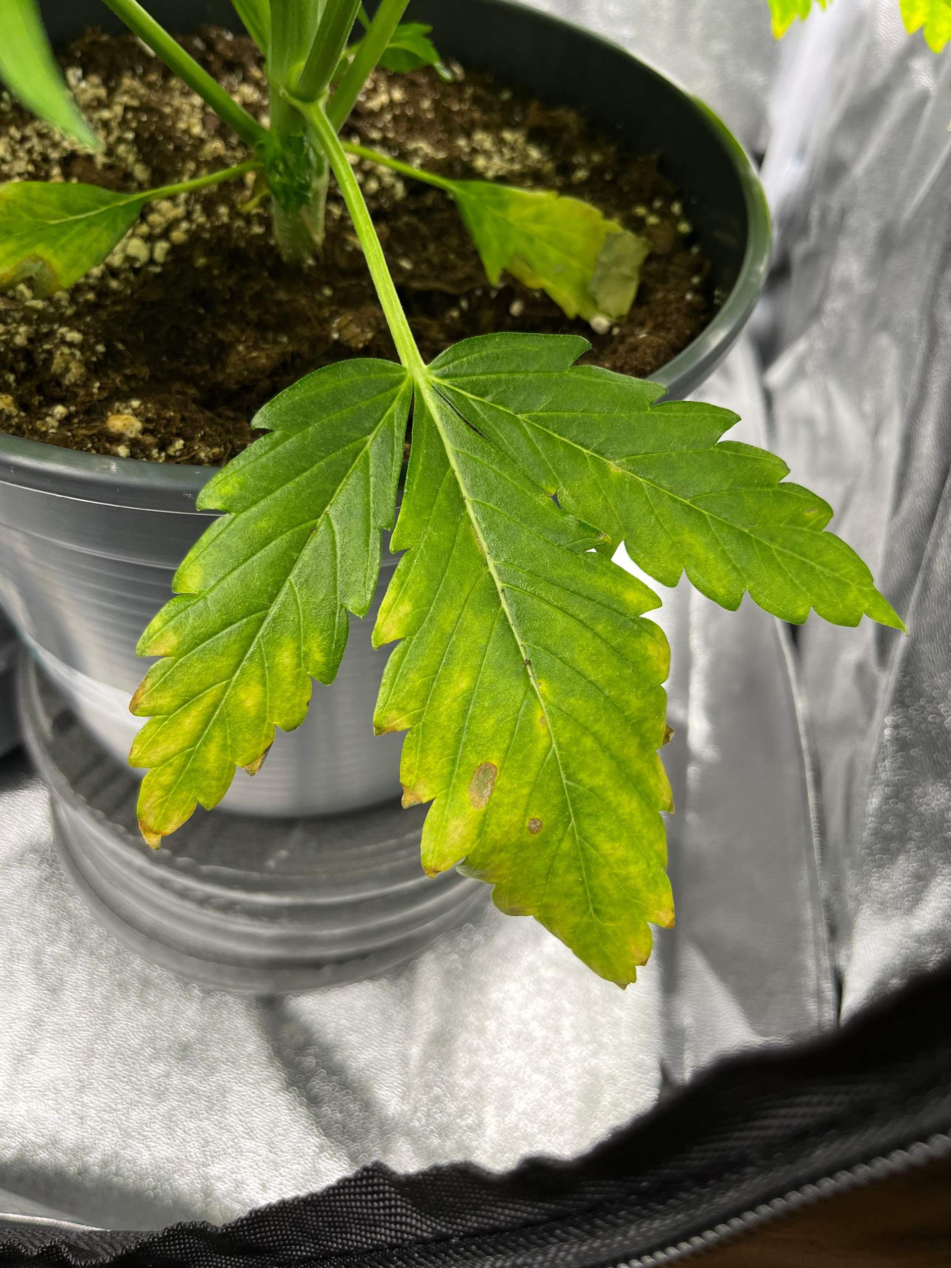 Cannabis, wo liegt der Fehler? (Flecken, Hanf, Blätter)