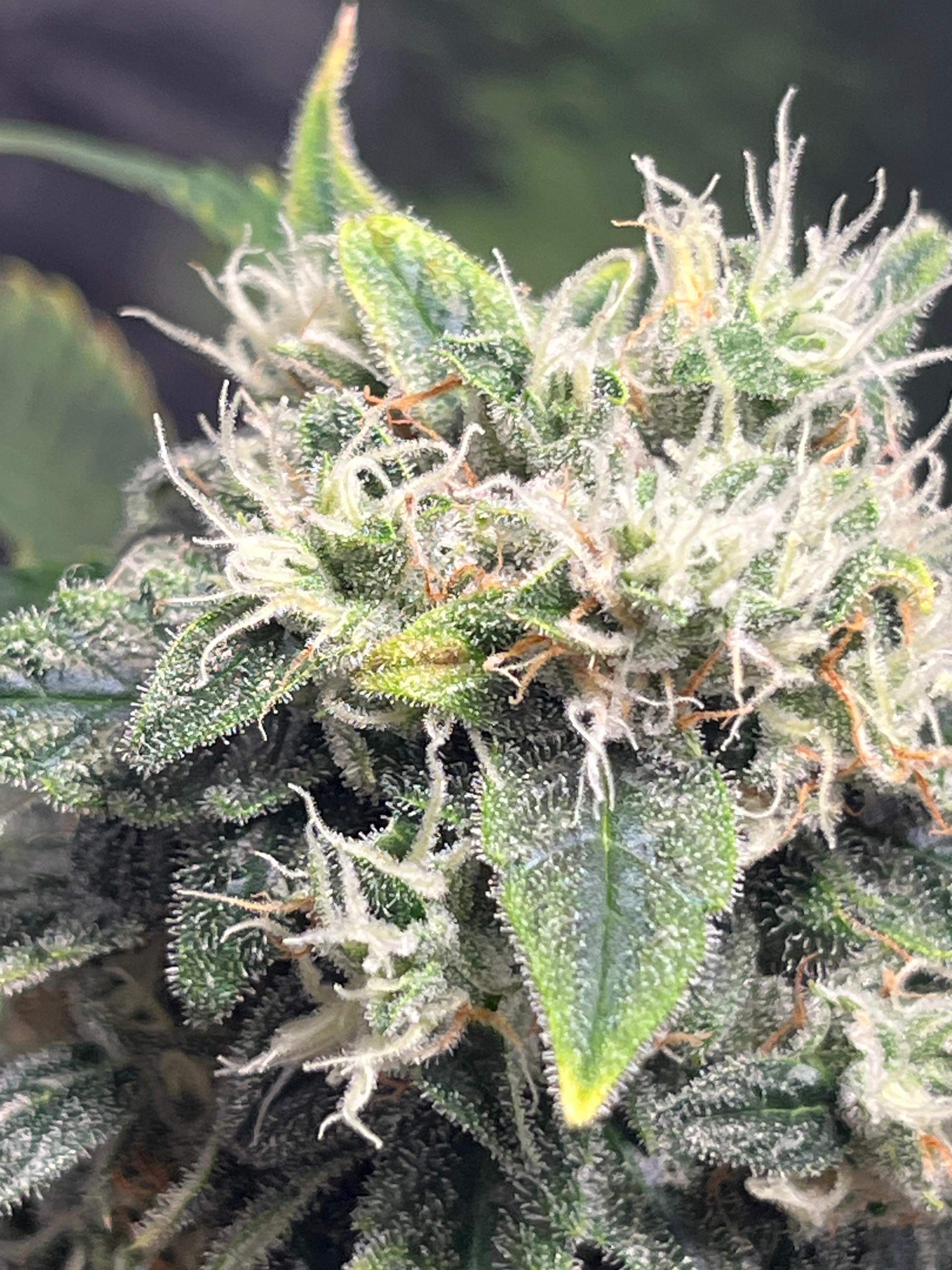 CannabisanbauBlütenfäule? (Cannabis)