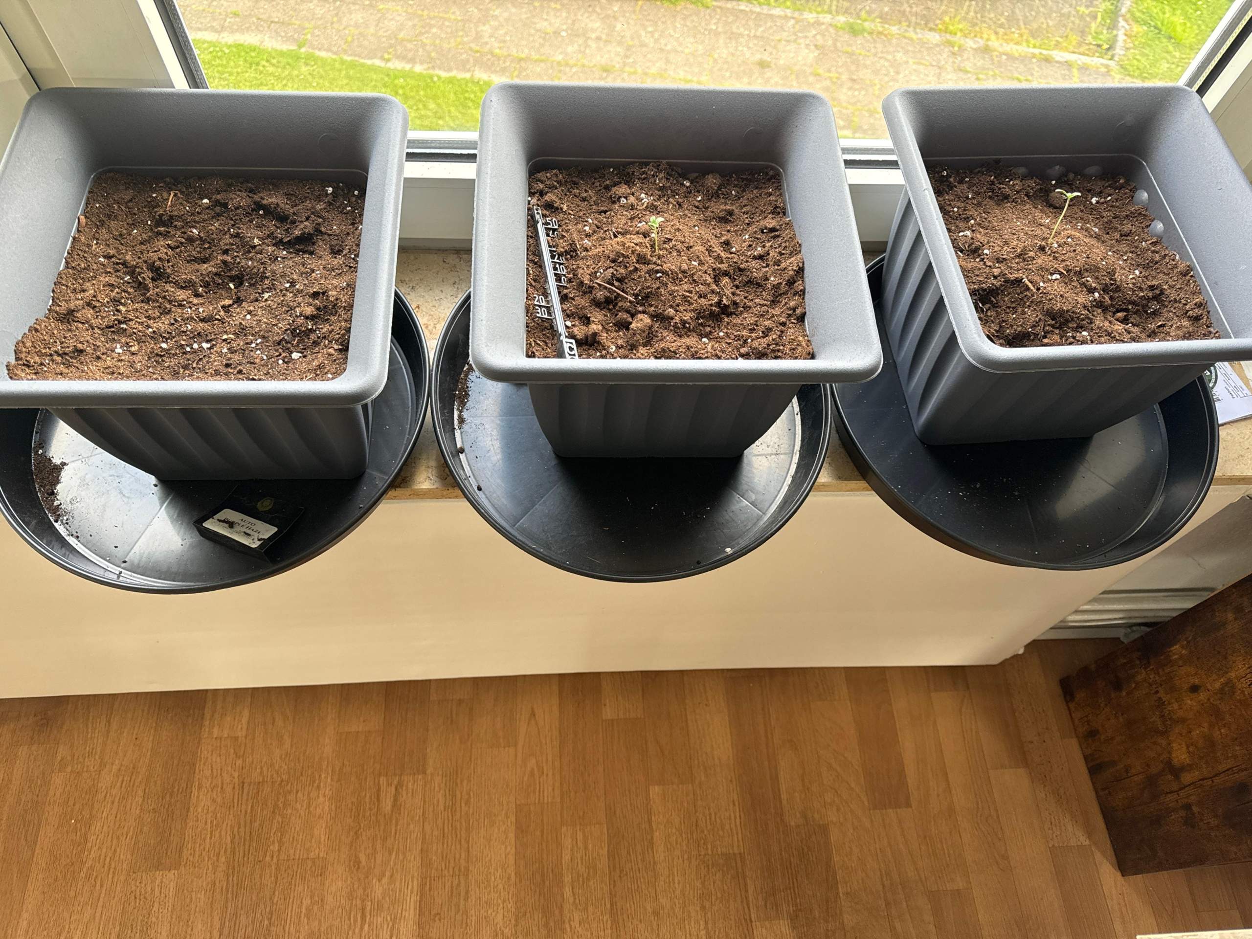 Cannabispflanze gesund? (Cannabis, Pflanzenpflege, Gärtner)