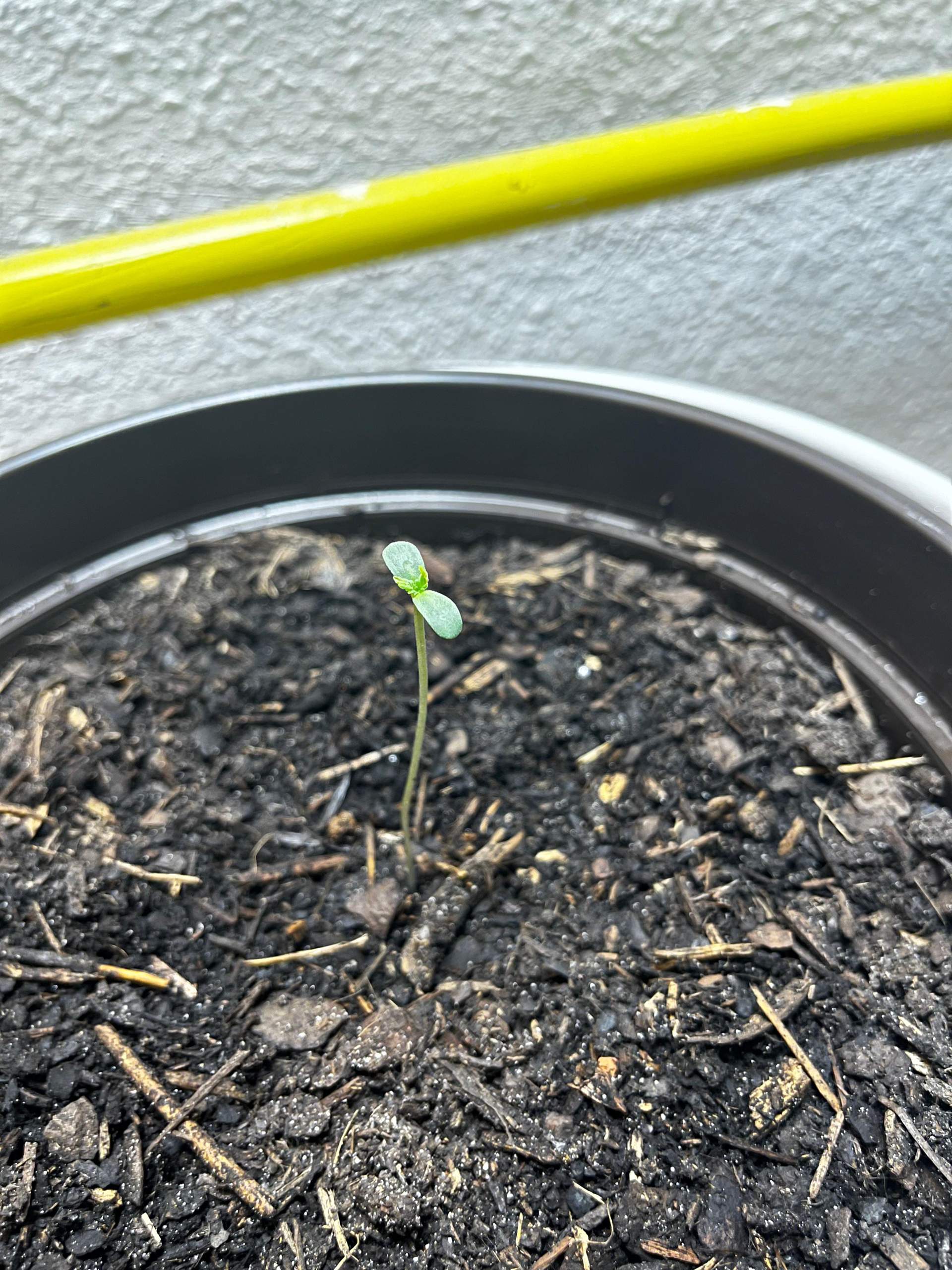 Cannabispflanze spargelt und Blätter zeigen nach oben? (Wasser, Cannabis, Licht)