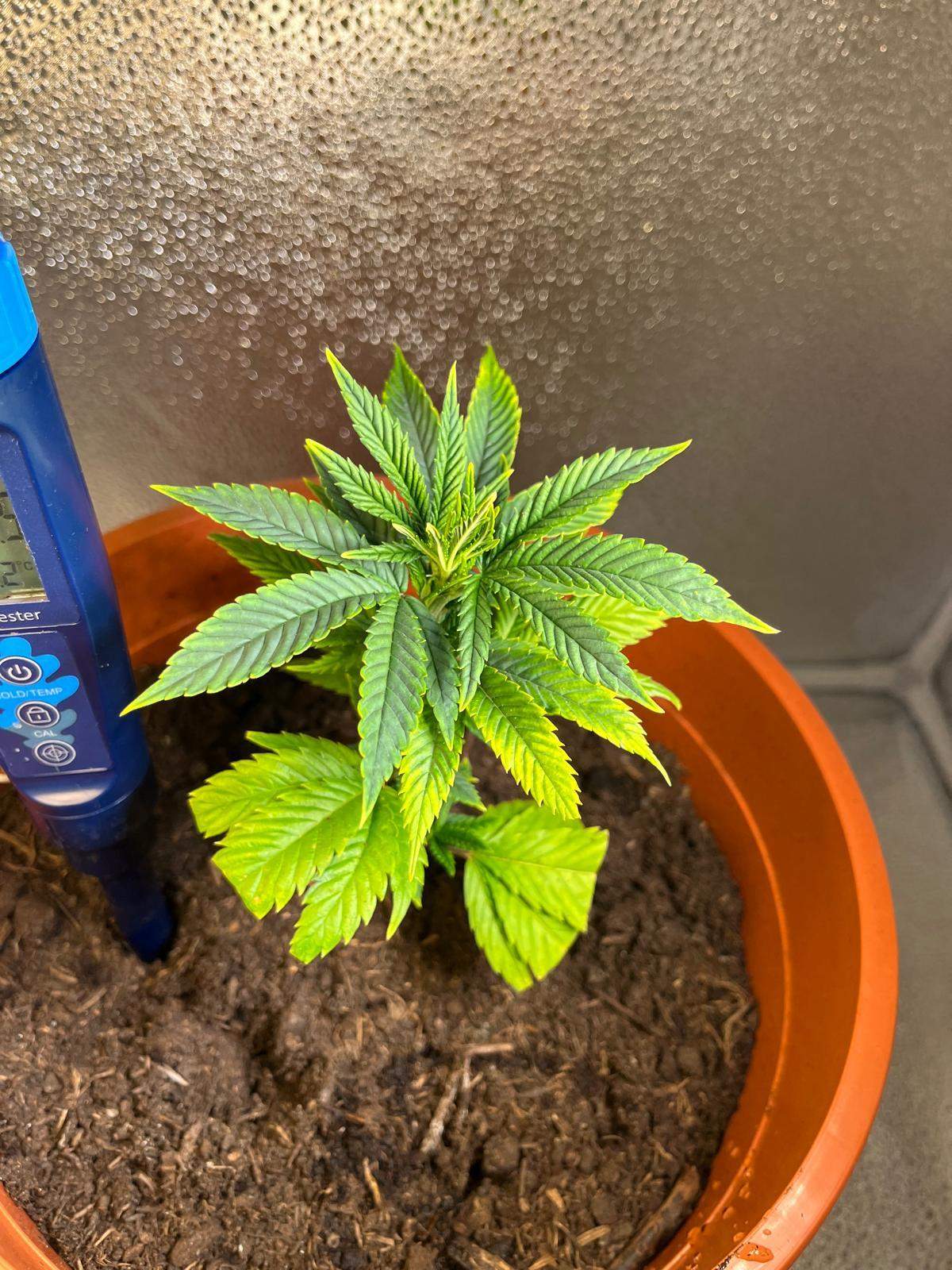 Cannabispflanze, Verfärbung der Blätter, hellgrün? (Pflanzenpflege, Cannabisanbau)