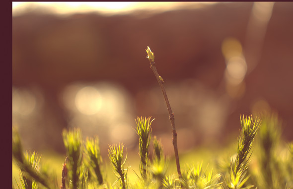 Raw Online Schauen Raw Online Schauen